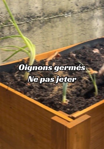 Ne jetez plus vos oignons germés 🧅➡️🌱 Dehors, ils n’ont pas peur du froid #oignon #jardin #hiver