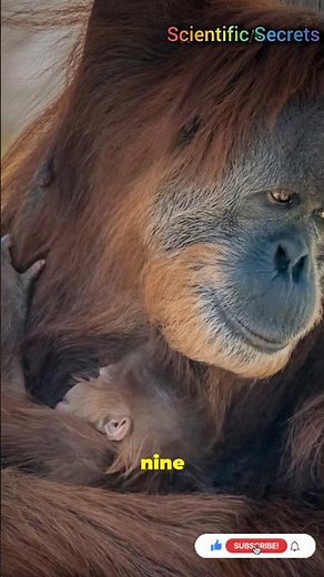 Tender Moments: A Young Orangutan's First Romance #Nature