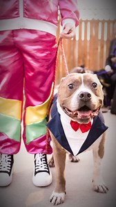 Which doggo is going to win best dressed this year at Live Like Roo Dog Prom? 👀We can’t wait to see all of your outfits, human and animals! Get your tix at the link in bio! #LiveLikeRoo #dog #doglover #dogs #prom | Live Like Roo Foundation