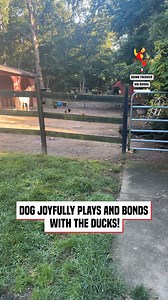 Dog loves playing with the ducks! | The Macaw