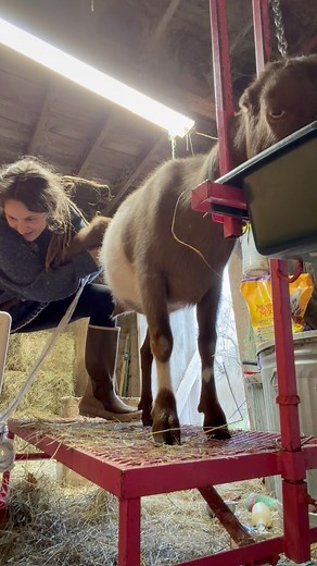 I am absolutely not an expert when it comes to ultrasounding goats but I have spent a lot of time playing around with this machine last year into this year! I found it really hard to find videos on how to ultrasound goats so hopefully a visual like this will help some people! The ultrasound image is much better in person sadly 🥲 This is radiance, she will be a Second freshener this year, is 43 days post breeding and clearly has two kids in her! I was able to find a third sack but no definitive 