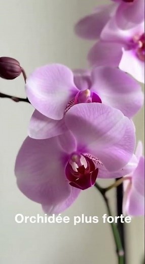 Cet engrais naturel aidera votre orchidée à rester en bonne santé pendant 4 saisons