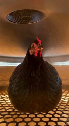 The Machine That Produces Chicks from Hen