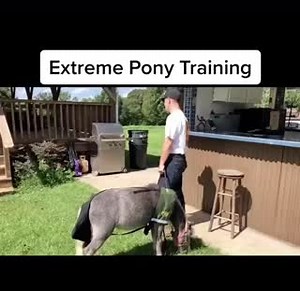 40K views · 793 reactions | Extreme Pony Training 101 | Horse Help With Michael Gascon | Facebook
