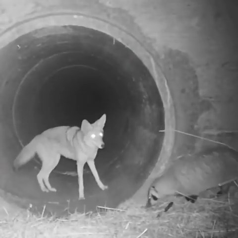 Mesmerizing Coyote and Badger’s Incredible Partnership Revealed