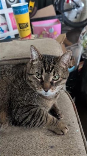 For those who still haven't had Grumpy Man Mr. Sweaters come into their algo