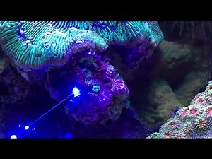 Laser away pest anemones (aiptasia & majanos)