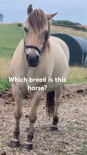 Do you know what breed…#horse