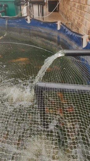 #Speck solar pump#Solar pump for Koi ponds#Solar Solution