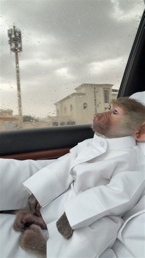 ‏ليه البشر يستغربون🤷🏻‍♂️. #monkey #fypシ | monkey pet
