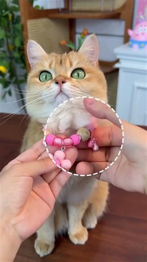 This Cute Camphor Wood Cat Collar Smells So Fresh 🐱🌿 #CatCollar