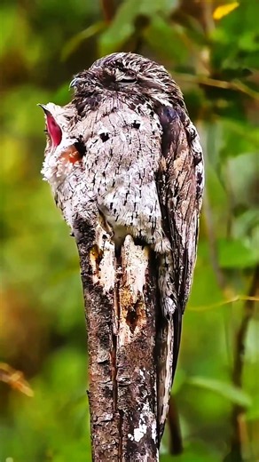 Meet the World's Most Camouflaged Bird 🌳 _ Great Potoo _ You Won't Believe Your Eyes