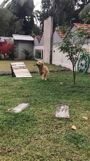 තනිකරම පිස්සු කොල්ලෙක් 🐕🐶🐶 #bawwa #doglove #pets #dog #trending #viral #new #neffex #foryou