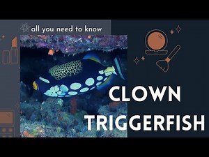 clown triggerfish facts 🐠 bigspotted triggerfish 🐟 one of the most highly prized aquarium fish
