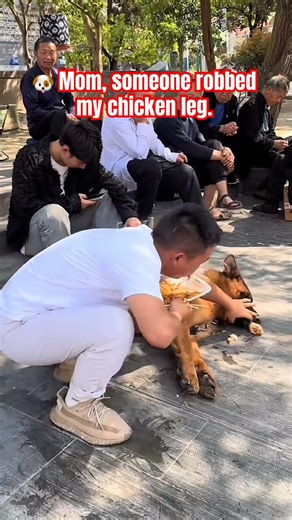🐶 Mom, someone robbed my chicken leg.🫣#dog #funny #shortvideo