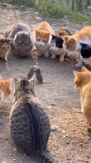 Cat vs Smart Rat 😱 Funny Fight | Wait for End 😂 #shorts😂 #shorts #youtubeshorts #cat