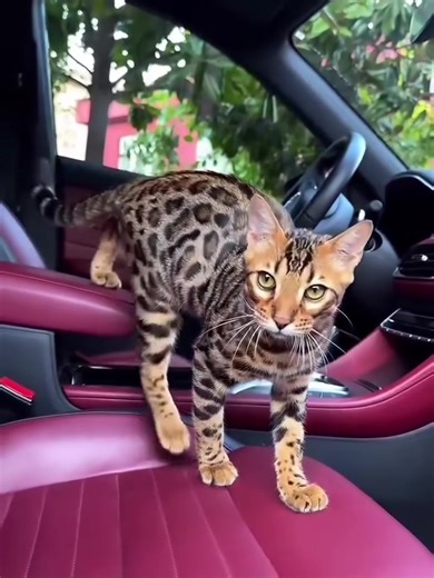 #creatorsearchinsights Big body. Bold rosettes. Pure Bengal power 🐆 Built strong, standing proud, and carrying true wild beauty.#RoarBengal #BengalMajesty #BengalGrace