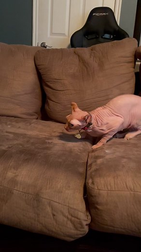 A lot going on around here these days- but caught a quick #skinslapityslapsunday ninja style for you all!! Happy Sunday! #clariceandmistercrinkles #sphynx #catsoftiktok #sphynxcat #petsoftiktok #ninja #happysunday