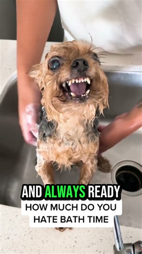 Yorkshire Terrier — Small Dog, Big Personality🐶👀🙂