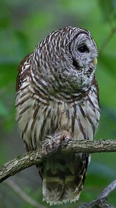 Barred Owl Calling ❣️❣️ | Awesome Owls