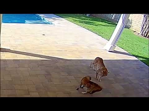 Indoor cat bravely confronts bobcat in Valencia, California