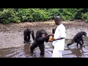 The Funniest Apes That Will Make You Laugh Hard🐵😂