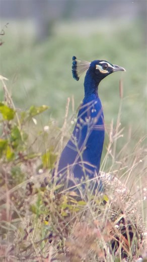 Peacock in Natural Habitat