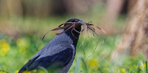 Clever crows can plan for the future like humans do