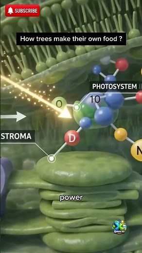 How Plants Make Food From Sunlight 🌱☀️ | Photosynthesis Explained in 50 Seconds