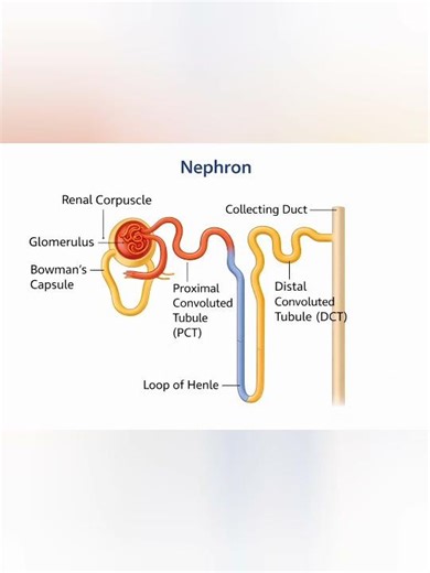 Nephron Structure Explained | Glomerulus PCT DCT | Day 5