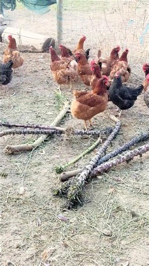 Garden Greens…The Chickens Go Wild! #layers #chickens #kale #superfood #homestead