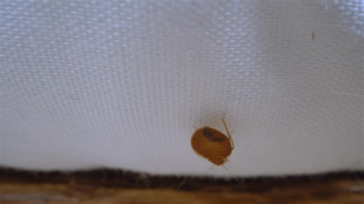 84 reactions · 26 shares | We’re excited to share our newest project, Bed Bugs Exposed, to inform consumers on what bed bugs look like, where they hide and most importantly, how to stop them before they become a serious problem. #BedBugsExposed #BedBugAwarenessWeek | PestWorld | Facebook