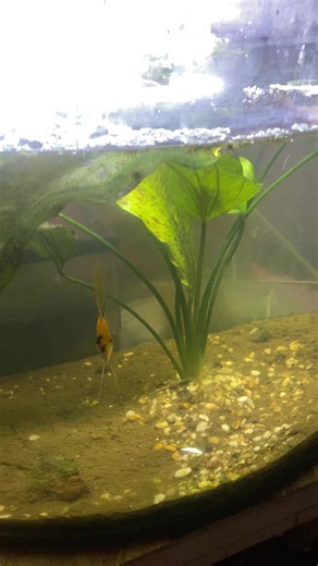 Fish Breeding Challenges: Parents Eating Eggs