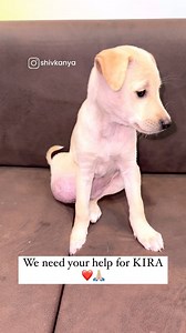 For help 8085388560 आपकी एक मदद इस नन्ही जान को इस बीमारी से मुक्ति दिला सकती है 🫴🏻 किरा को हर्निया है जिसकी तुरंत सर्जरी करना ज़रूरी है आप सभी के साथ से कई बच्चे सुरक्षित हुए है अब बारी इस नन्ही जान की है 🐶 कोशिश करे एक छोटे से छोटा अमाउंट डोनेट करे 🐶🐾❤️ आपका सहयोग इस बच्चे को इस बीमार से मुक्त कर देगा 🤞🏻 अधिक जानकारी के लिए 8085388560 WhatsApp पर मेसेज करे 📱 If you wish to donate ,please feel free to pitch in your contributions by - google pay/ paytm/ phone pay 8085388560 Account no - 