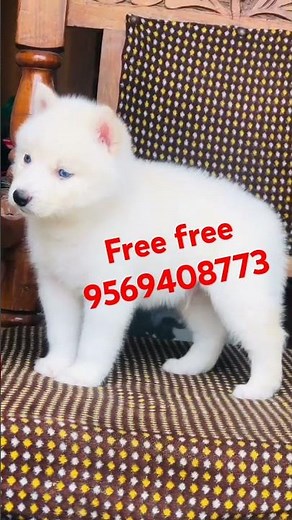 Blue white Siberian Husky puppy for free adoption