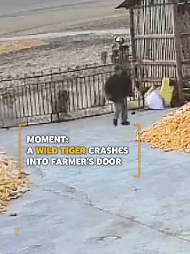 Wild Tiger Crashes Into Farmer's Door | Tiger Attack in China