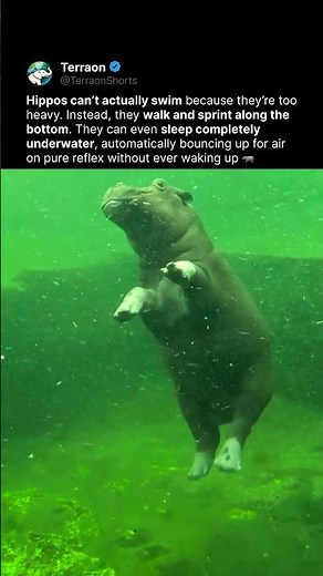 Hippos Don't Actually Swim 😳🦛