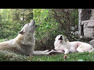 When Fifty Wolves Howl