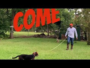 Teaching your beagle to come.