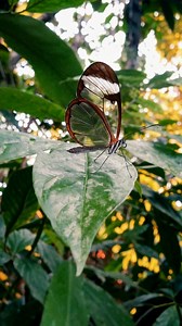 46K views · 2.6K reactions | Ever seen living glass? Say hello to the glasswing butterfly 曆 #butterflies_lovers | Discvr Blog | Facebook