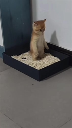 Cat Standing While Pooping Memes