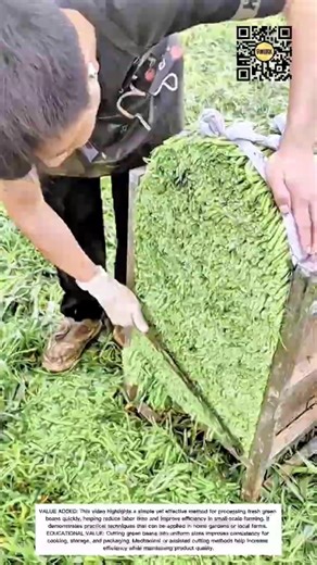 Efficient Green Bean Cutting Process | Farm Harvest Preparation #9work
