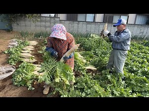 [How to make pickled radish] Orders are pouring in from all over the country. Old-fashioned pickl...