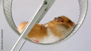 red hamster is endlessly running on a wheel, caught in the metaphorical rat race