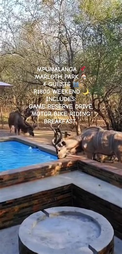 Marloth Park Mpumalanga Accommodation – Weekend Stay R1800 (4 Guests)