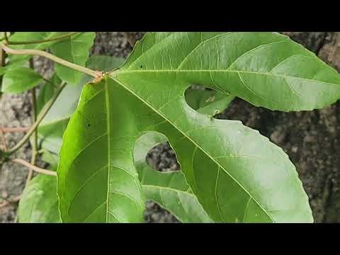 Passiflora spp. 