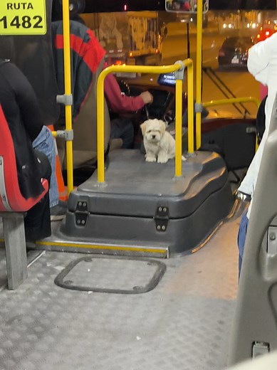 Chofer de bus y su perro: historia de amistad en el trabajo