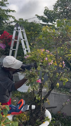 3.4K views · 54 reactions | A quick trim at Meraki before the winds roll in. A little calm before the storm. ‍♀️ | Meraki Garden | Facebook