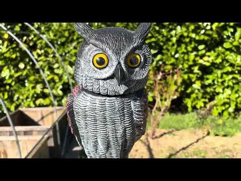 This Owl Decoy Actually WORKS on Garden Birds