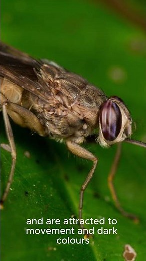 Tsetse Fly Uncovered: The Tiny Terror Behind Sleeping Sickness!